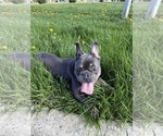 Small #3 French Bulldog