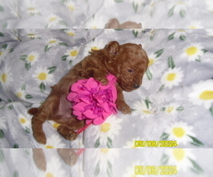 Poodle (Toy) Puppy for sale in DULUTH, GA, USA