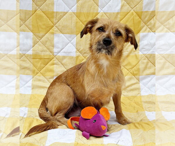 Medium Photo #2 Mutt Puppy For Sale in Spring Lake, NJ, USA