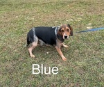 Small Photo #1 Beagle Puppy For Sale in WOODBRIDGE, VA, USA