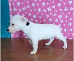 Small Photo #7 Jack Russell Terrier Puppy For Sale in SHAWNEE, OK, USA