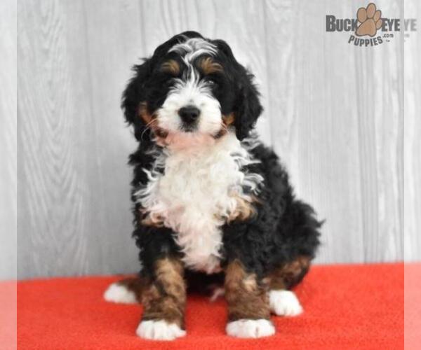 Medium Photo #13 Miniature Bernedoodle Puppy For Sale in MILLERSBURG, OH, USA