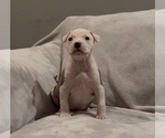 Small #5 American Staffordshire Terrier