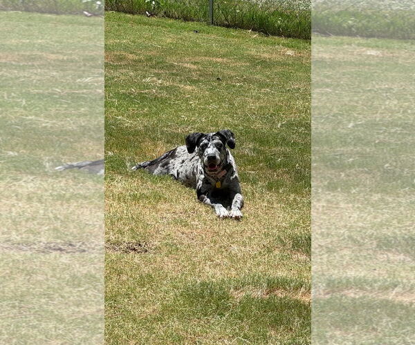 Medium Photo #3 Black and Tan Coonhound-Catahoula Leopard Dog Mix Puppy For Sale in Atlanta, GA, USA