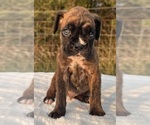 Small #6 Boxer