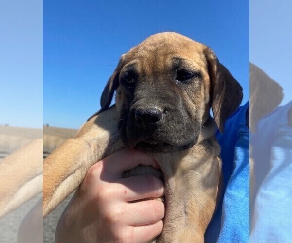 Medium Photo #8 Mastiff Puppy For Sale in WARDEN, WA, USA