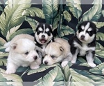 Small Photo #10 Pomsky-Siberian Husky Mix Puppy For Sale in WINDERMERE, FL, USA
