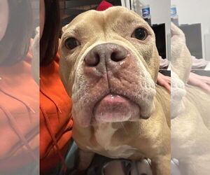 Bulldog-Unknown Mix Dogs for adoption in Germantown, OH, USA