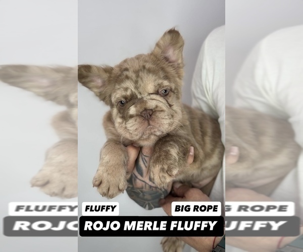 Medium Photo #3 French Bulldog Puppy For Sale in LOS ANGELES, CA, USA