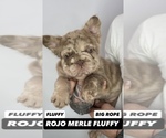 Small #2 French Bulldog