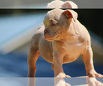 Small Photo #5 American Bully Puppy For Sale in MOUNT OLIVE, AL, USA