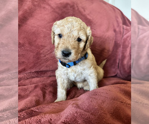Goldendoodle (Miniature) Puppy for sale in BRAWLEY, CA, USA
