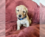 Small Photo #1 Goldendoodle (Miniature) Puppy For Sale in BRAWLEY, CA, USA