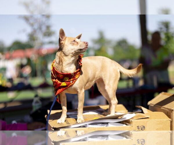 Medium Photo #4 Chihuahua Puppy For Sale in Garner, NC, USA