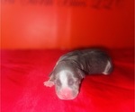 Small #1 American Bully