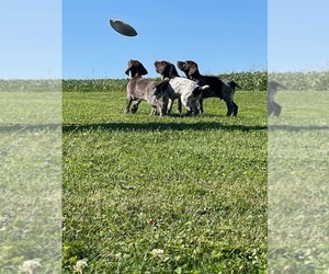 German Shorthaired Pointer Puppy for sale in PATTON, PA, USA