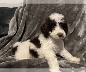 Goldendoodle Puppy for sale in MOREHEAD, KY, USA