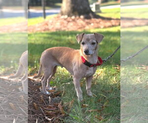 Dachshund-Unknown Mix Dogs for adoption in Arlington, VA, USA