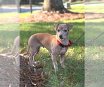 Shiloh - Female Dachshund-Unknown Mix Dog for Adoption - Small photo