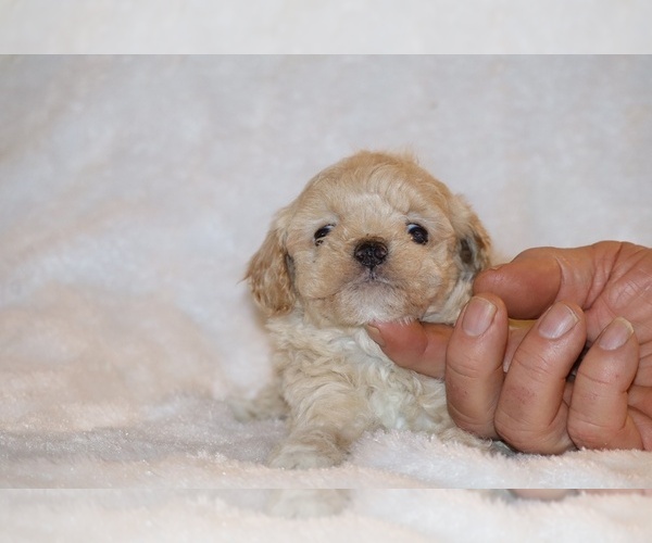 Medium Photo #3 Poodle (Toy) Puppy For Sale in DYERSBURG, TN, USA