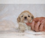 Small #2 Poodle (Toy)