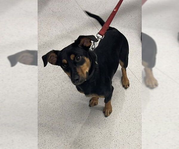 Medium Photo #1 Dachshund Puppy For Sale in Tallahassee, FL, USA