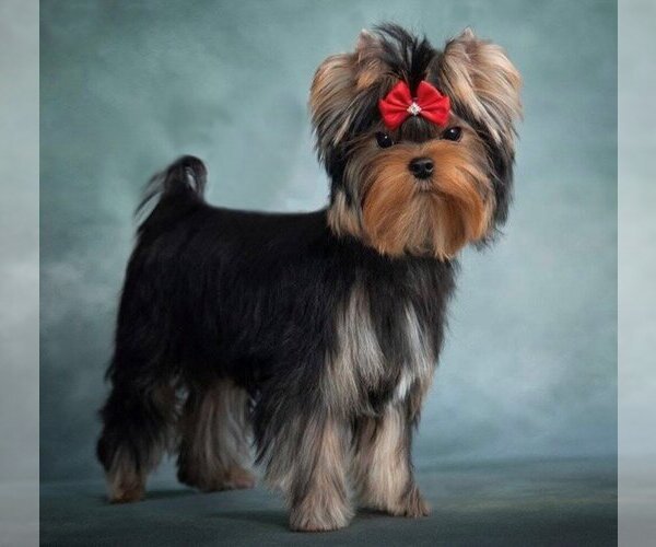 Medium Photo #1 Yorkshire Terrier Puppy For Sale in ROANOKE, VA, USA