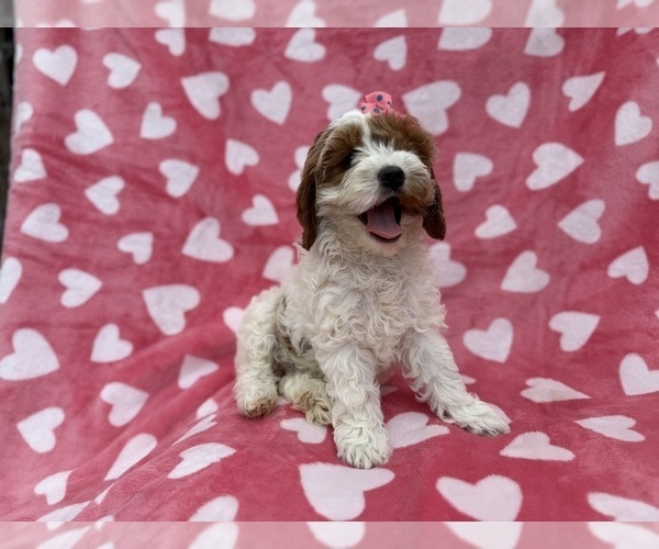 Medium Photo #5 Cock-A-Poo Puppy For Sale in LAKELAND, FL, USA