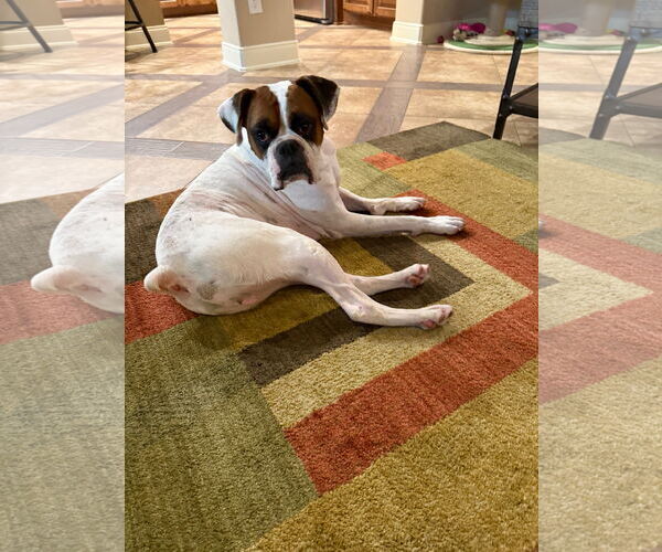 Medium Photo #3 Boxer Puppy For Sale in  Katy, TX, USA