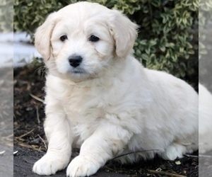 Bichon Frise-Golden Retriever Mix Puppy for sale in GLYNDON, MD, USA