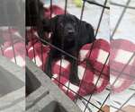 Small #1 Labrador Retriever Mix