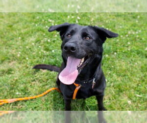Labrador Retriever Dogs for adoption in Louisville, KY, USA