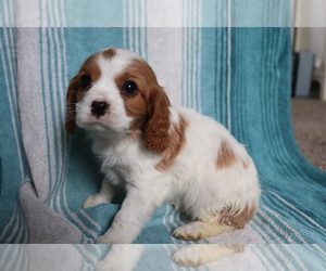 Cavalier King Charles Spaniel Puppy for sale in SHILOH, OH, USA