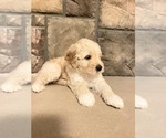 Small #2 Portuguese Water Dog