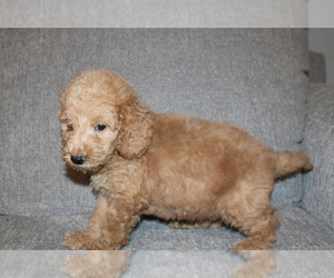 Goldendoodle (Miniature) Puppy for sale in BLMGTN, IN, USA