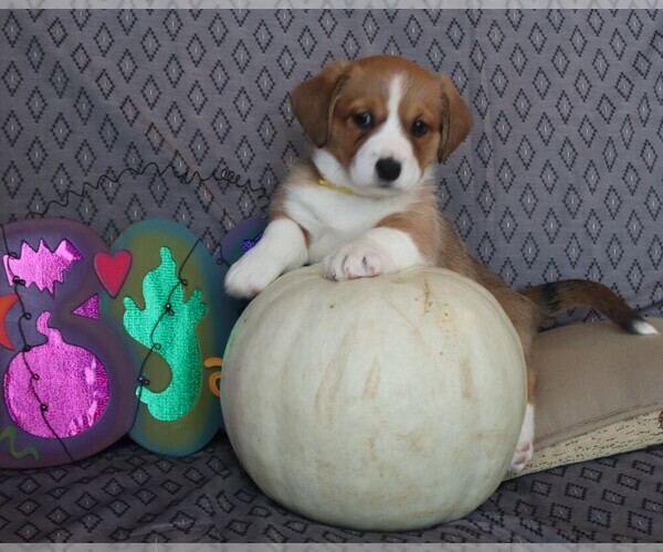 Medium Photo #1 Cardigan Welsh Corgi Puppy For Sale in LIVERMORE, CO, USA