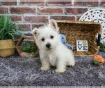 Small #5 West Highland White Terrier