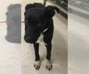 Mutt Dogs for adoption in Riverside, CA, USA