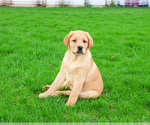 Small #2 Labrador Retriever