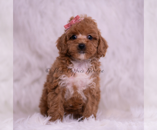 Medium Photo #93 Poodle (Toy) Puppy For Sale in WARSAW, IN, USA