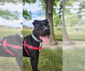 Mutt Dogs for adoption in West Valley, UT, USA