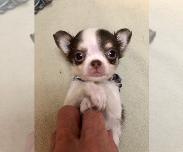 Medium Photo #3 Chihuahua Puppy For Sale in NEWVILLE, PA, USA