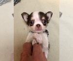 Small #2 Chihuahua