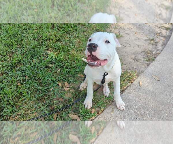 Medium Photo #4 Dogo Argentino Puppy For Sale in KATY, TX, USA