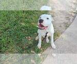 Small Photo #4 Dogo Argentino Puppy For Sale in KATY, TX, USA