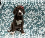 Small Photo #5 Great Dane Puppy For Sale in LAKELAND, FL, USA