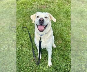 Labrador Retriever-Unknown Mix Dogs for adoption in Center Township, PA, USA