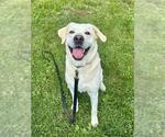 COOPER - Male Labrador Retriever-Unknown Mix Dog for Adoption - Small photo