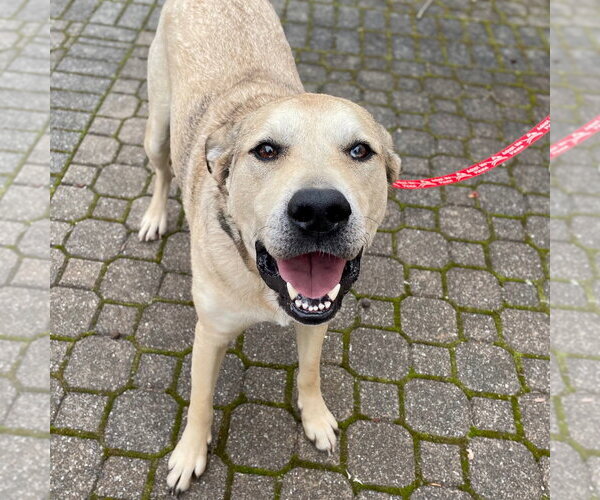 Medium Photo #36 Anatolian Shepherd-Unknown Mix Puppy For Sale in Canton, CT, USA