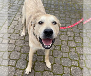 Cash - Male Anatolian Shepherd-Unknown Mix Dog for Adoption - Photo #36